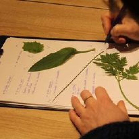 atelier plantes sauvages 