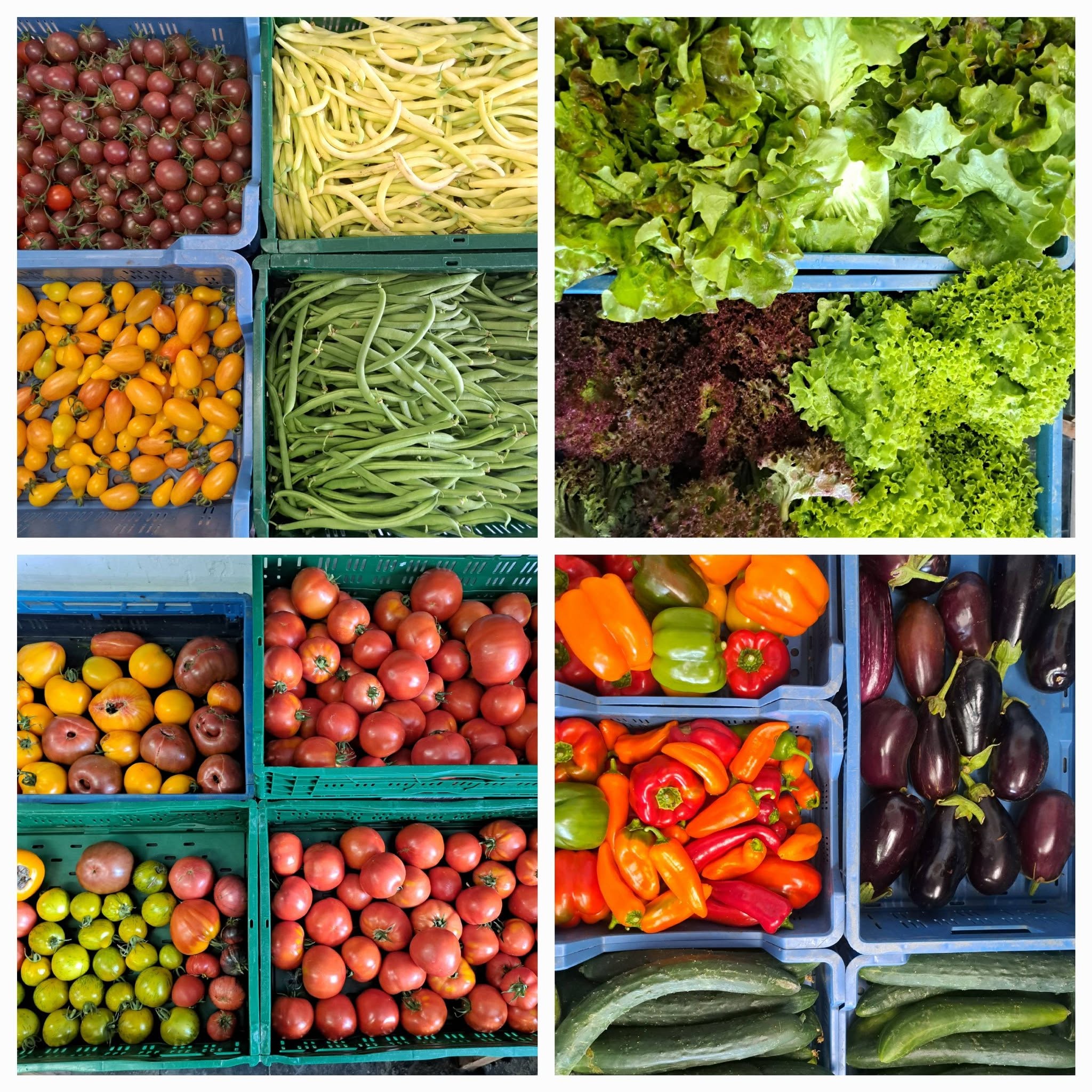 légumes surplus